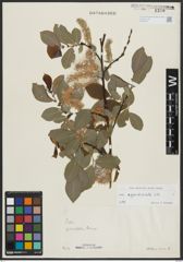Foto von Salix appendiculata Vill.